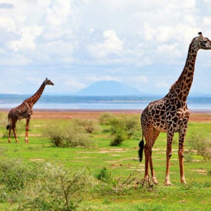 7 Nights / 8 Days; Lake Manyara / Ngorongoro / Serengeti