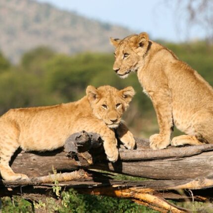 8 Nights / 9 Days Lake Manyara / Ngorongoro / Serengeti